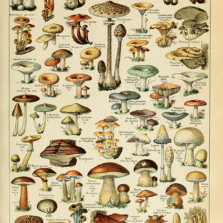 Adolphe Millot - Champignons Pour Tous (Mushrooms) Poster 24" x 36"