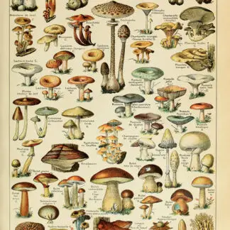 Adolphe Millot - Champignons Pour Tous (Mushrooms) Poster 24" x 36"