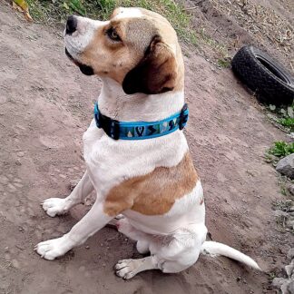 Pichincha Handmade Dog Collar Small