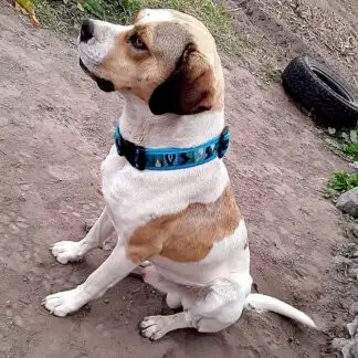 Pichincha Handmade Dog Collar Small