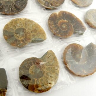 Polished Ammonite by Size 3-4cm