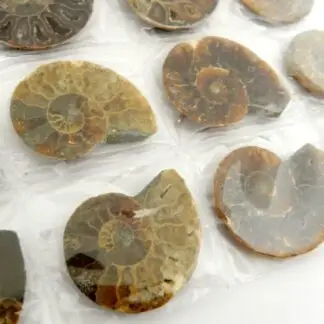 Polished Ammonite by Size 3-4cm